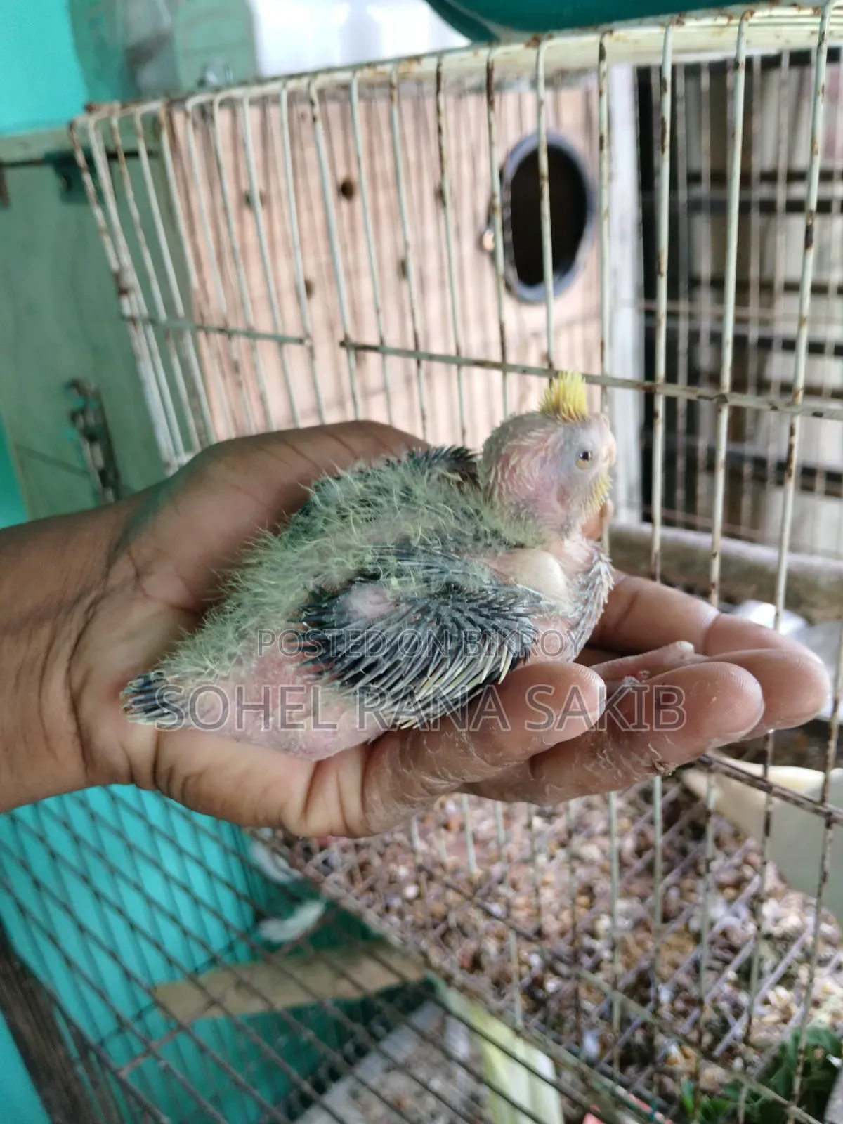 Baby Cockatiel Tame Size Lutino and Grey