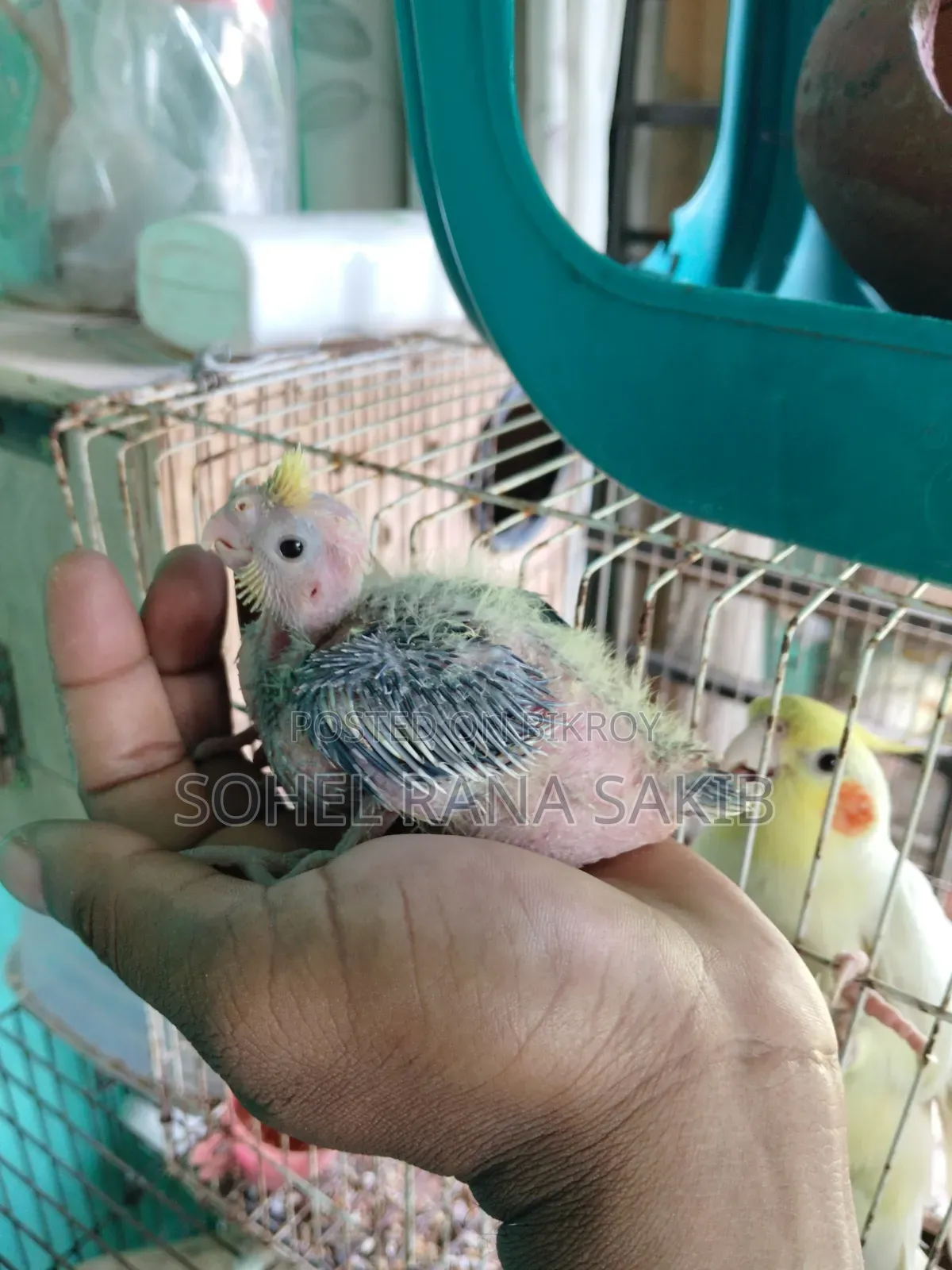 Baby Cockatiel Tame Size Lutino and Grey