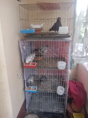 পুরো লফ্ট বিক্রি করা হবে