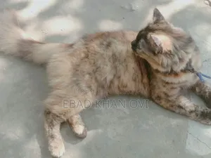 ৬-১২ মাস বয়সী খাঁটি জাতের স্ত্রী বেঙ্গল