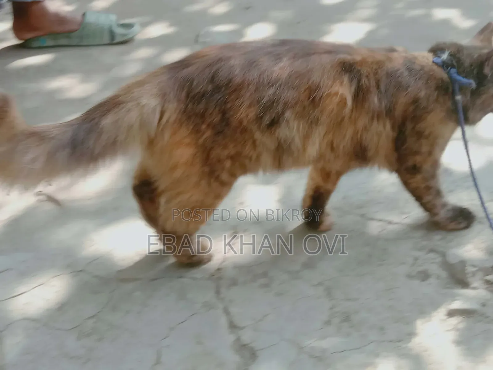 ৬-১২ মাস বয়সী খাঁটি জাতের স্ত্রী বেঙ্গল