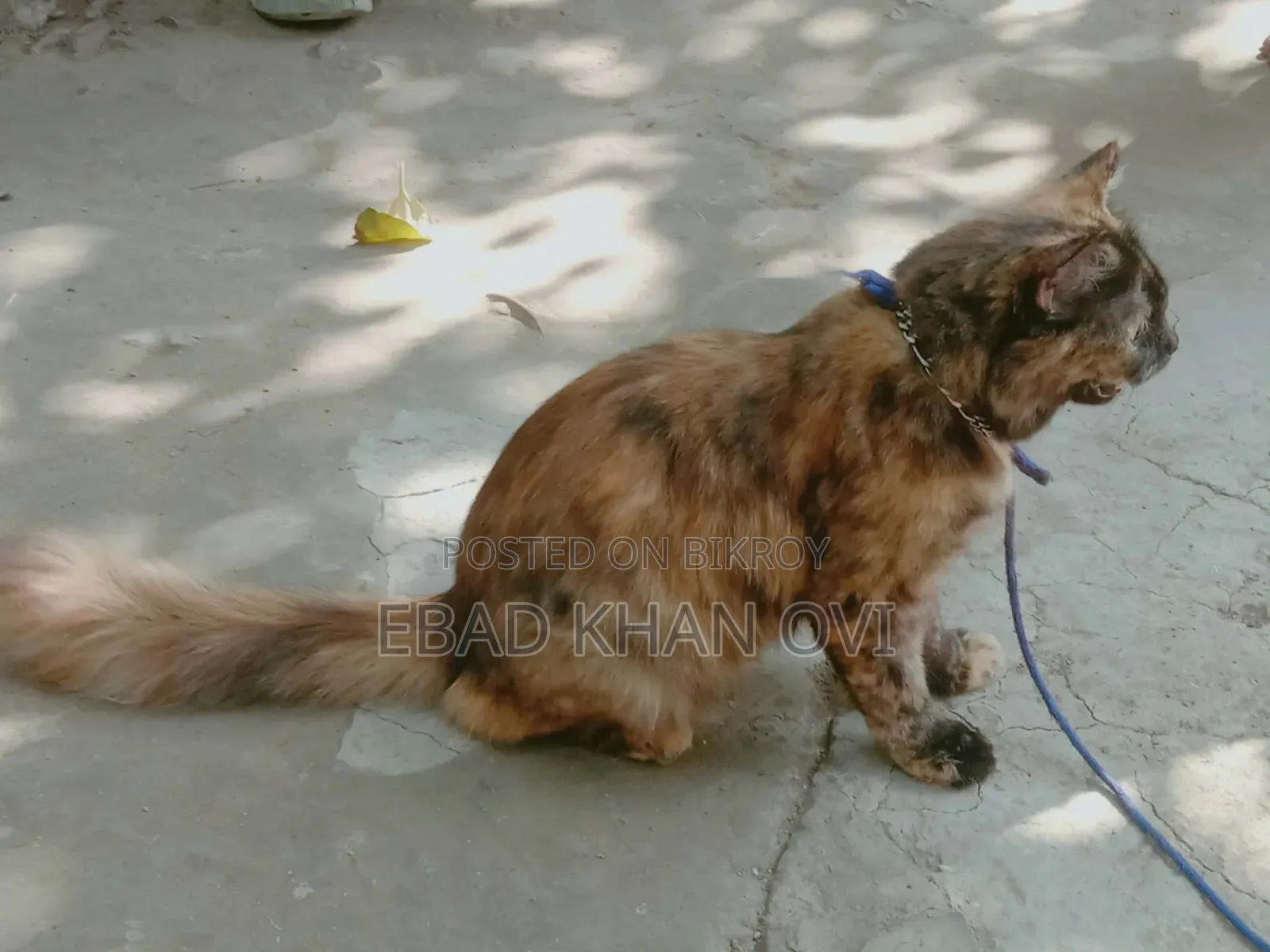 ৬-১২ মাস বয়সী খাঁটি জাতের স্ত্রী বেঙ্গল