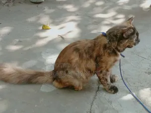 ৬-১২ মাস বয়সী খাঁটি জাতের স্ত্রী বেঙ্গল