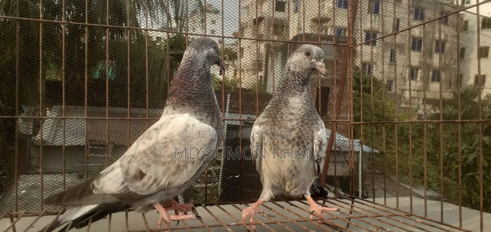 A pair of Silver Baby