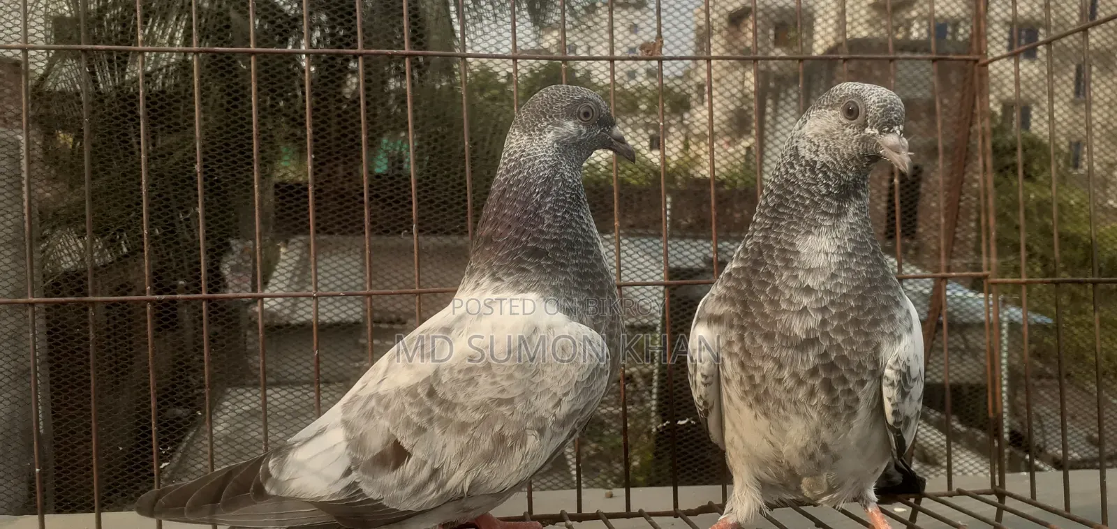 A pair of Silver Baby
