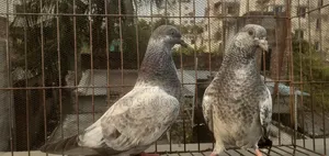 A pair of Silver Baby