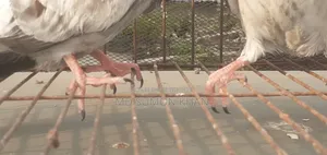 A pair of Silver Baby