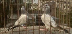 A pair of Silver Baby