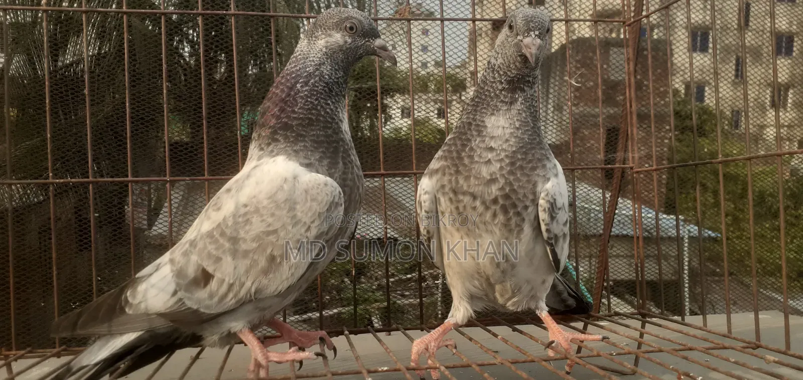 A pair of Silver Baby