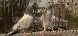 A pair of Silver Baby