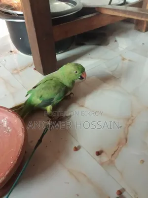 Parrot for Sale