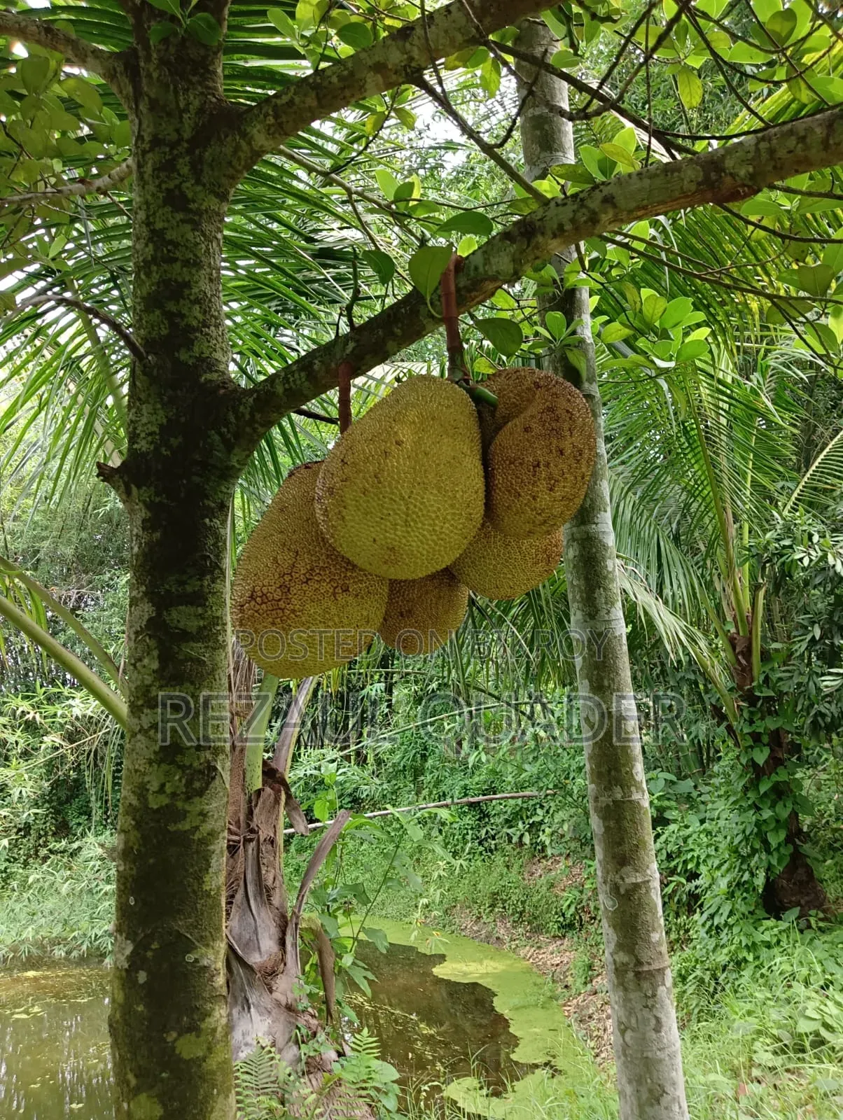 ৭৬ শতাংশ জমি বিক্রি হইবে।