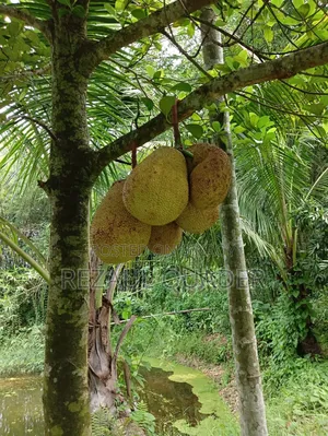 ৭৬ শতাংশ জমি বিক্রি হইবে।