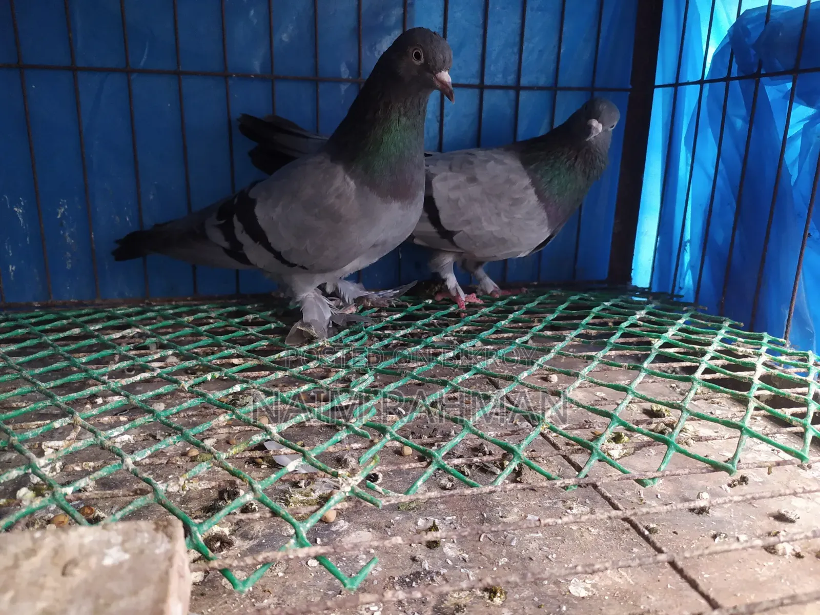 Rajshahi Machranga Baji Giribaj Running Pair