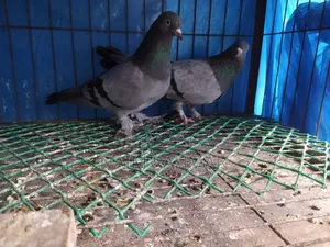 Rajshahi Machranga Baji Giribaj Running Pair