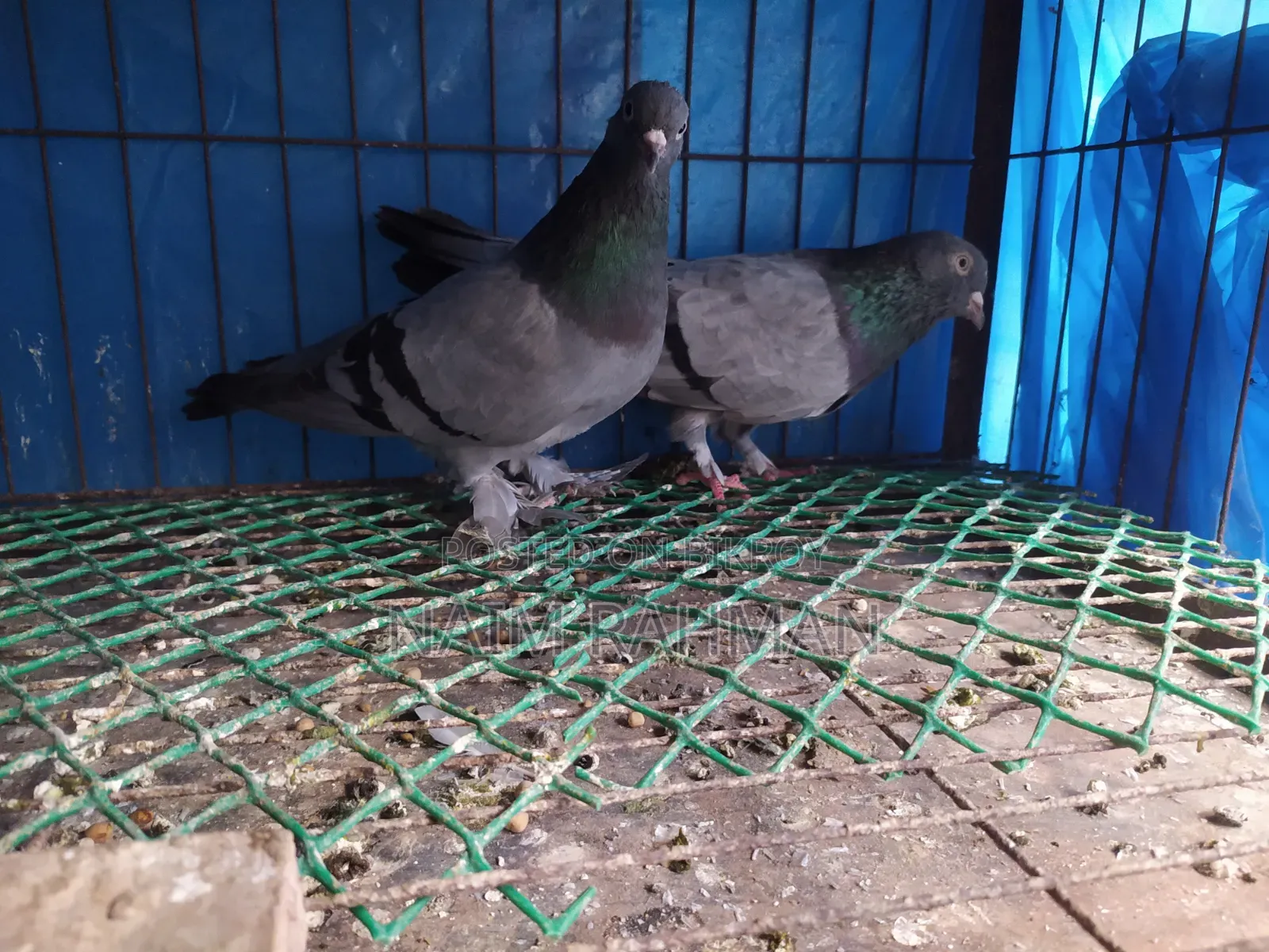 Rajshahi Machranga Baji Giribaj Running Pair
