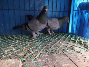 Rajshahi Machranga Baji Giribaj Running Pair