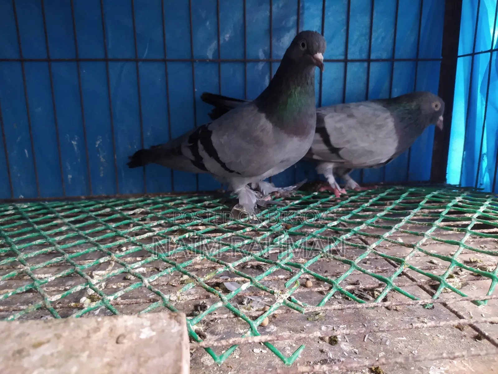 Rajshahi Machranga Baji Giribaj Running Pair