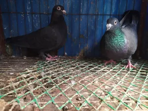 Black Racer Running Pair Egg Baby Okay