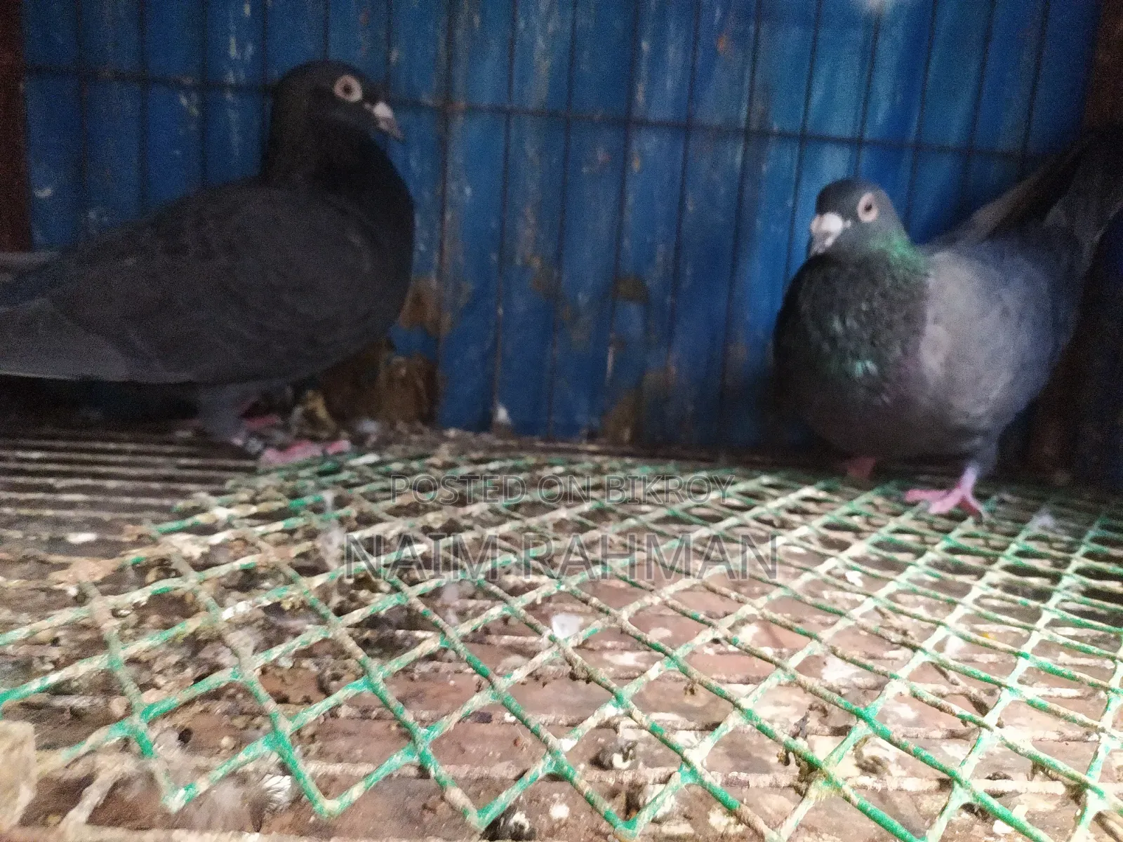 Black Racer Running Pair Egg Baby Okay