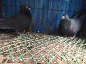 Black Racer Running Pair Egg Baby Okay