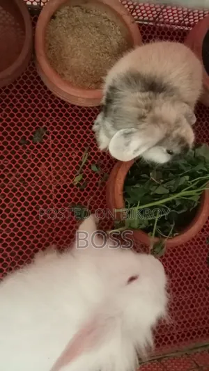 Exotic Angora and Holland Lop Rabbit