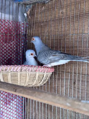 Authentic Bird, No Problem, Selling Because I Am Changing House