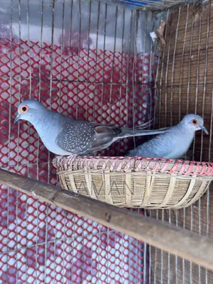 Authentic Bird, No Problem, Selling Because I Am Changing House