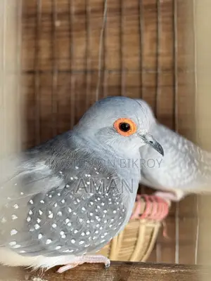 Authentic Bird, No Problem, Selling Because I Am Changing House
