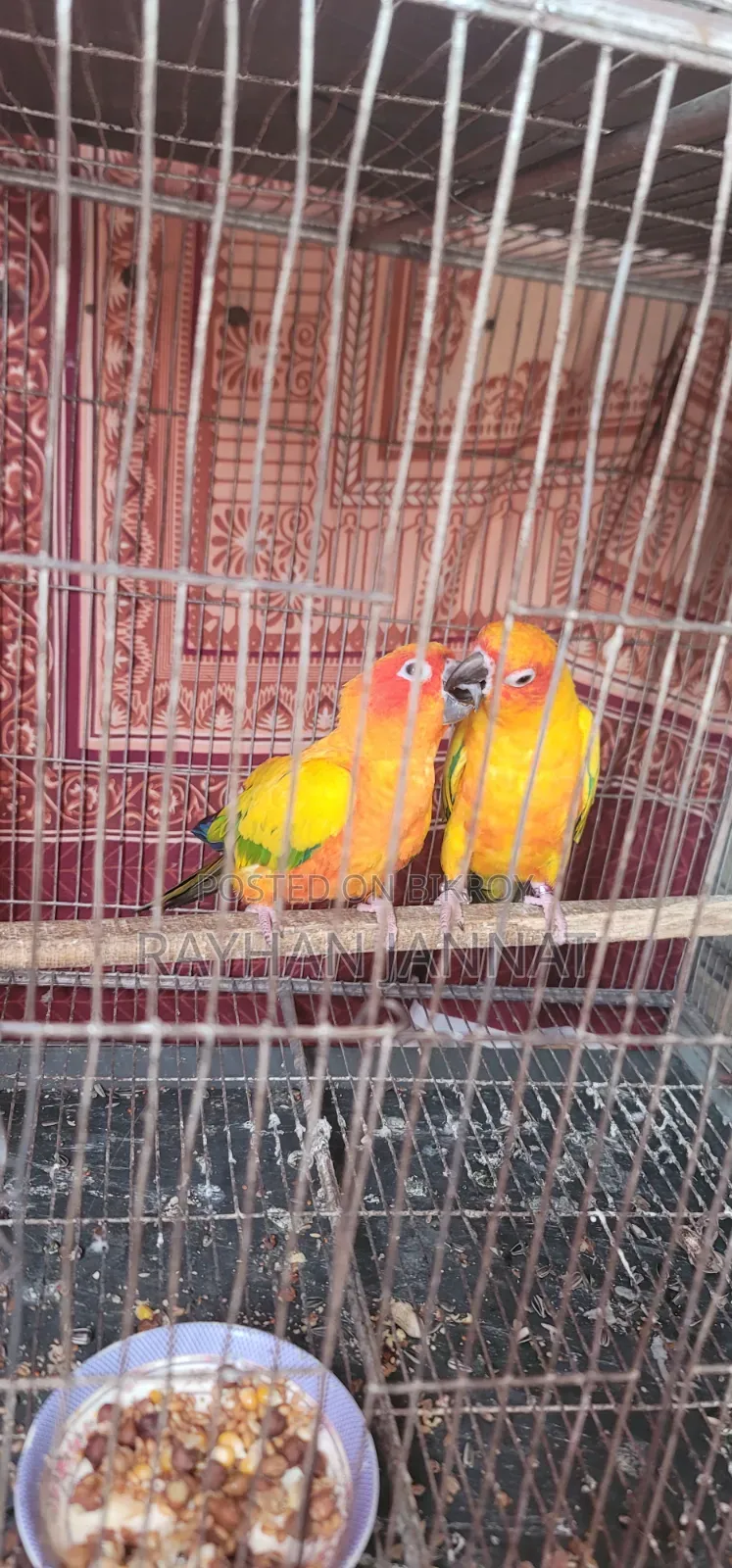 Sunconur Bird
