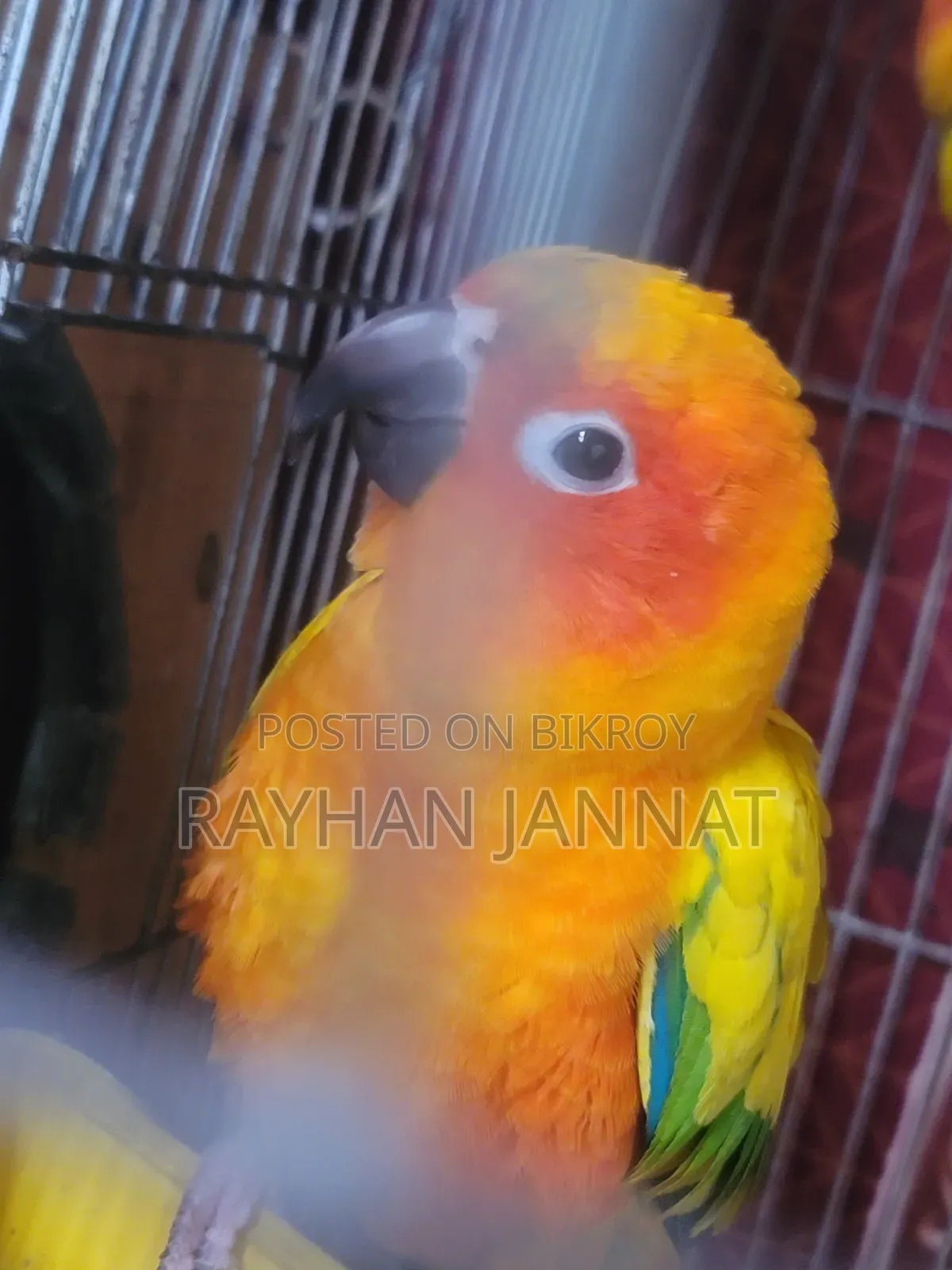 Sunconur Bird