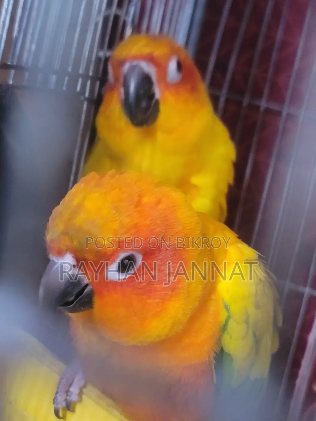 Sunconur Bird