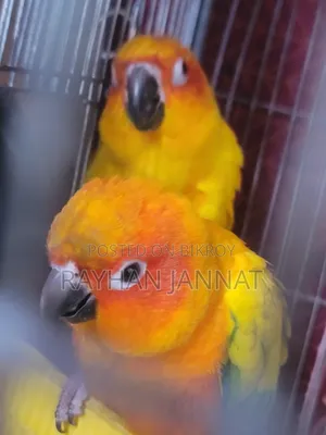 Sunconur Bird