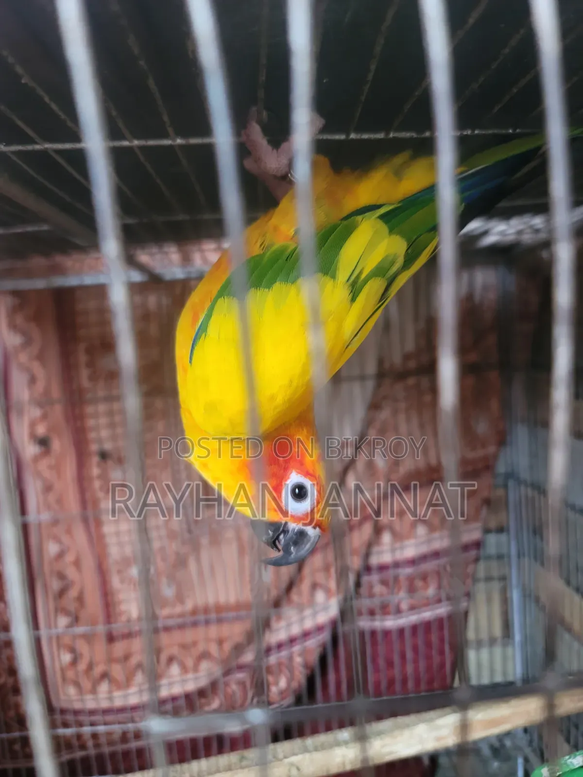 Sunconur Bird