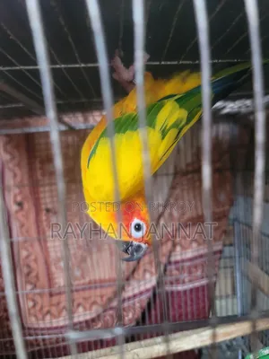Sunconur Bird