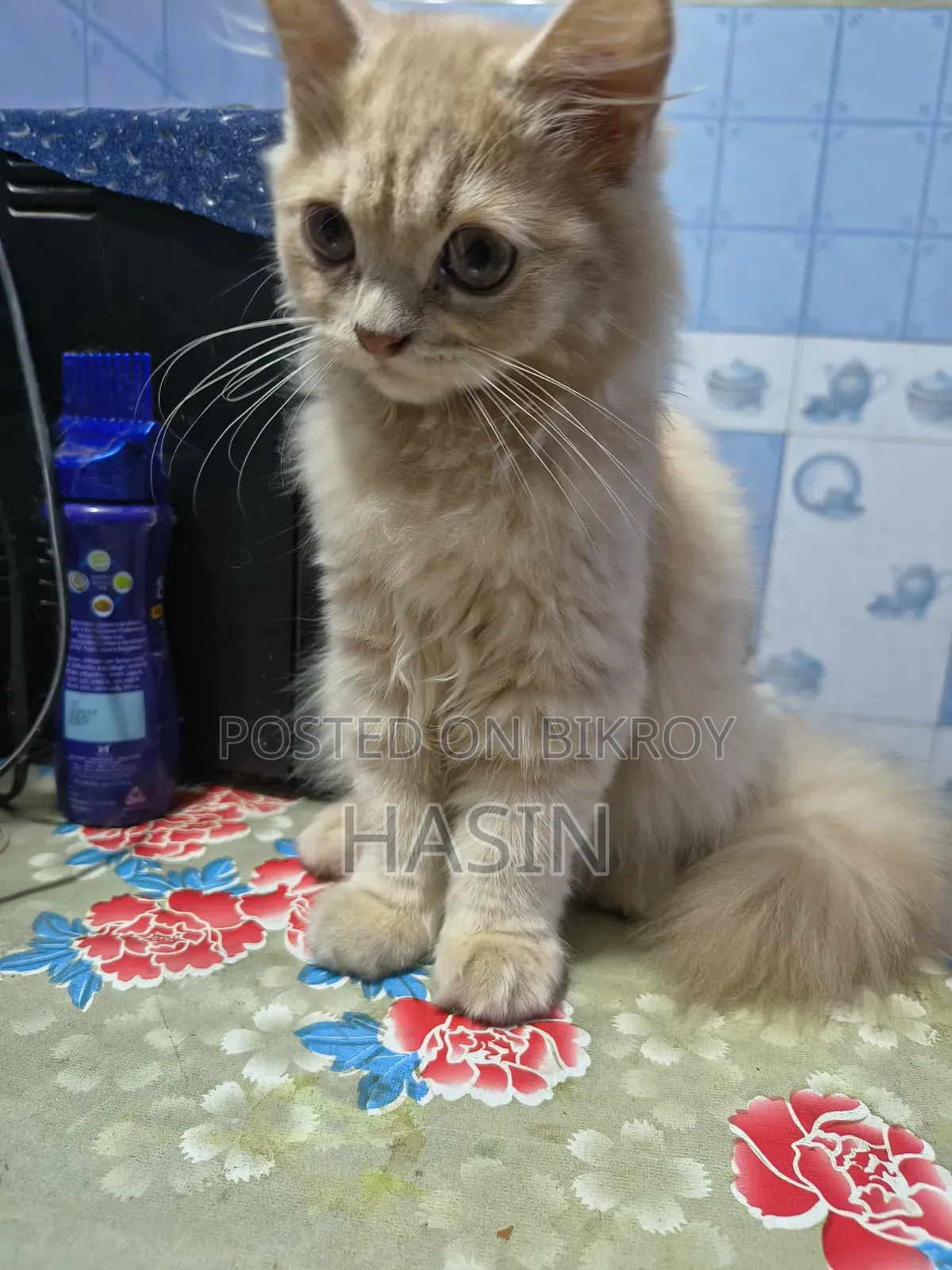 3.5 months Male Purebred Persian Cat