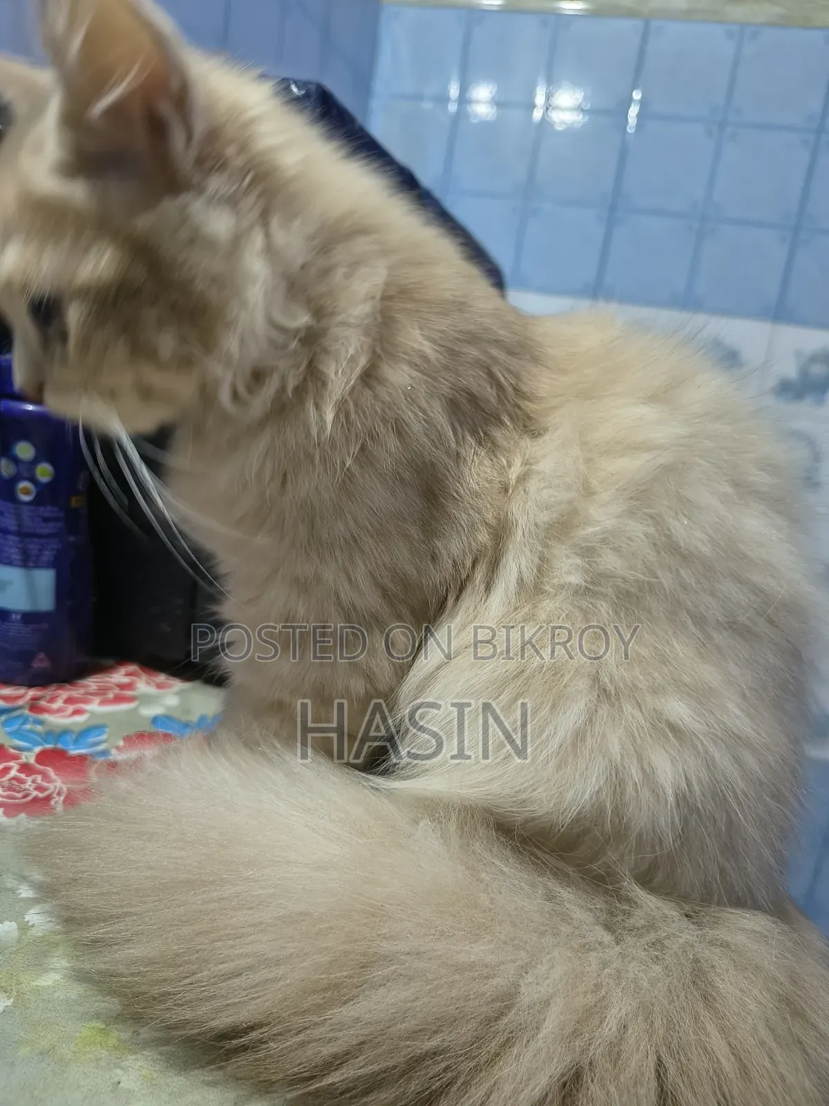 3.5 months Male Purebred Persian Cat