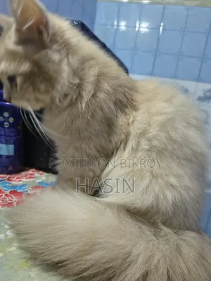 3.5 months Male Purebred Persian Cat