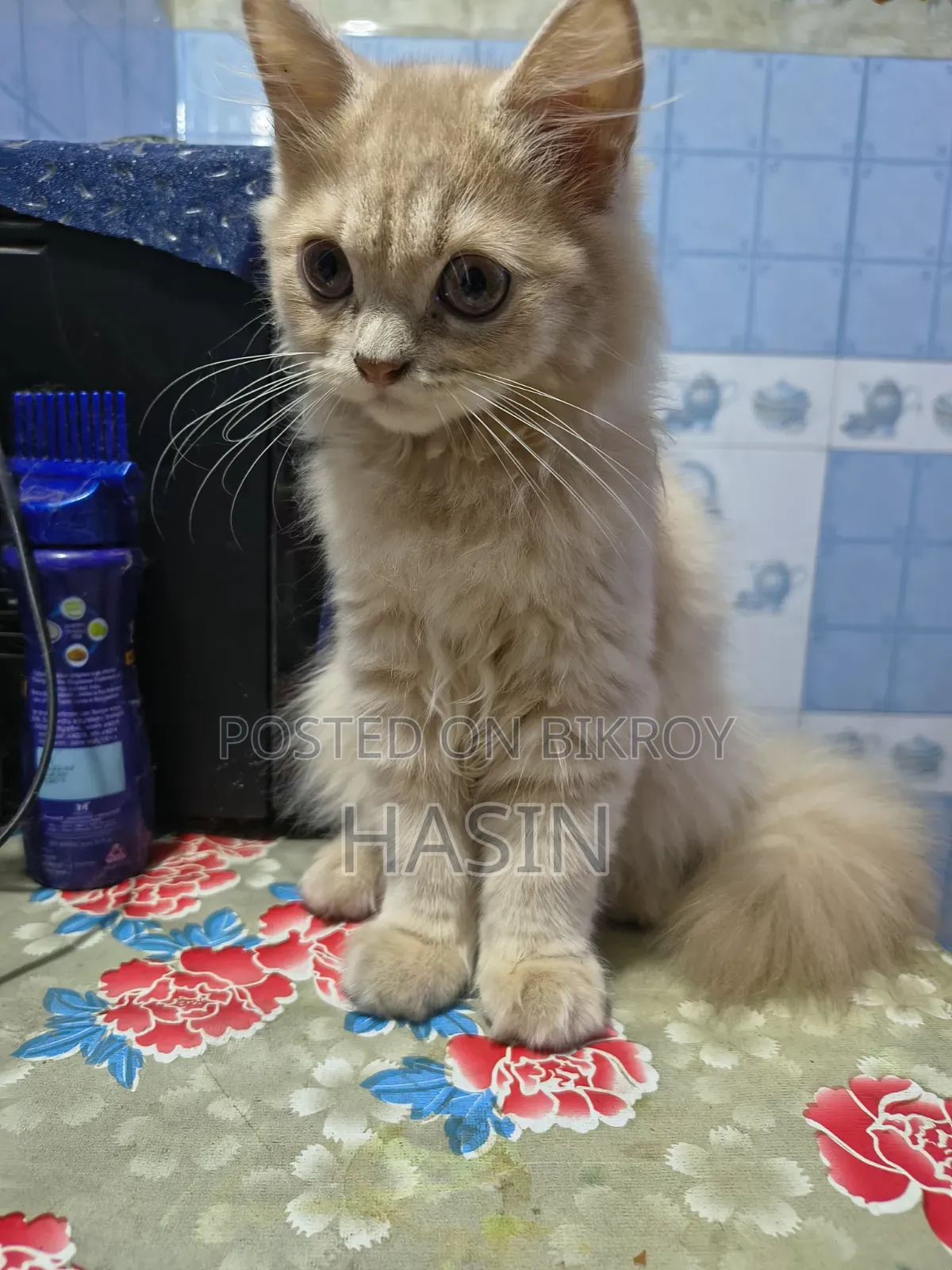 3.5 months Male Purebred Persian Cat