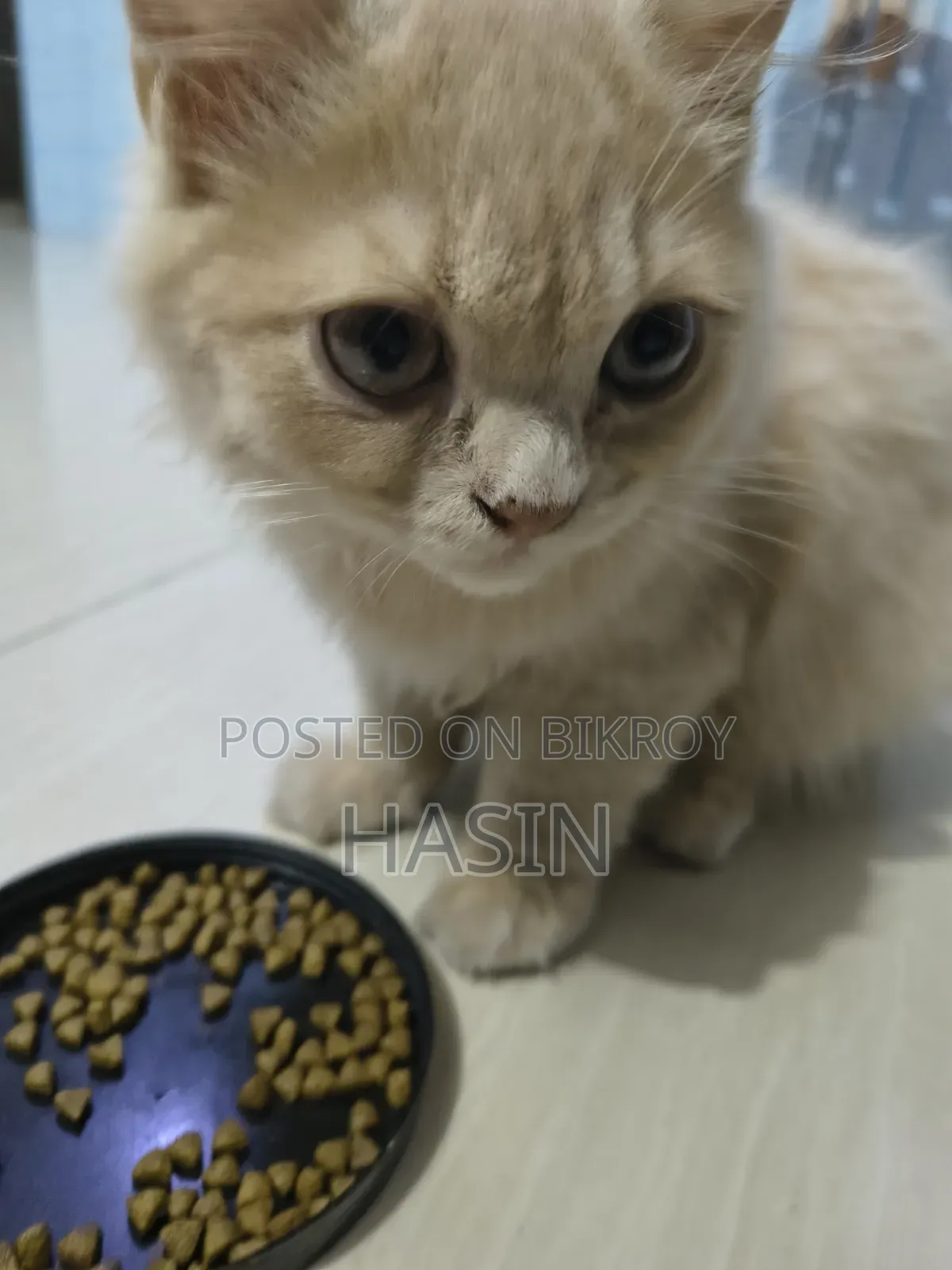 3.5 months Male Purebred Persian Cat