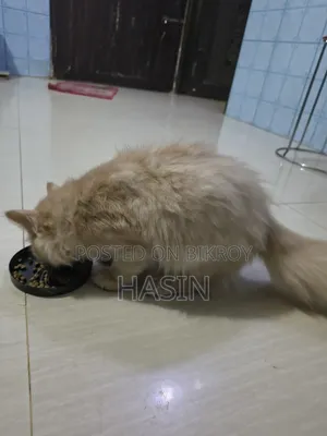 3.5 months Male Purebred Persian Cat