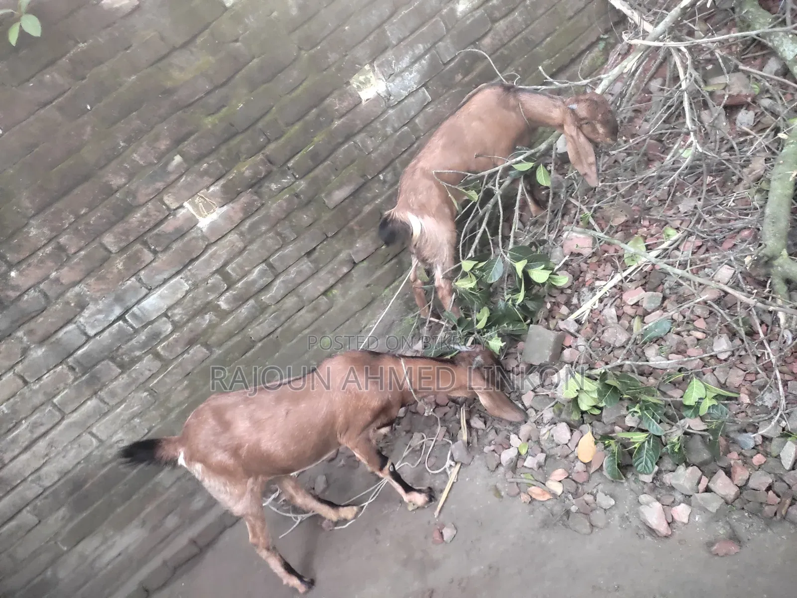 5 months plus pregnant goat and Totapuri cross kid