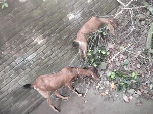 5 months plus pregnant goat and Totapuri cross kid