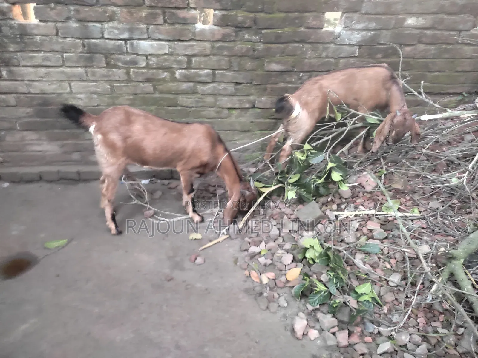 5 months plus pregnant goat and Totapuri cross kid