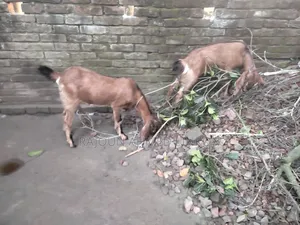 5 months plus pregnant goat and Totapuri cross kid