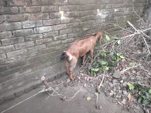 5 months plus pregnant goat and Totapuri cross kid
