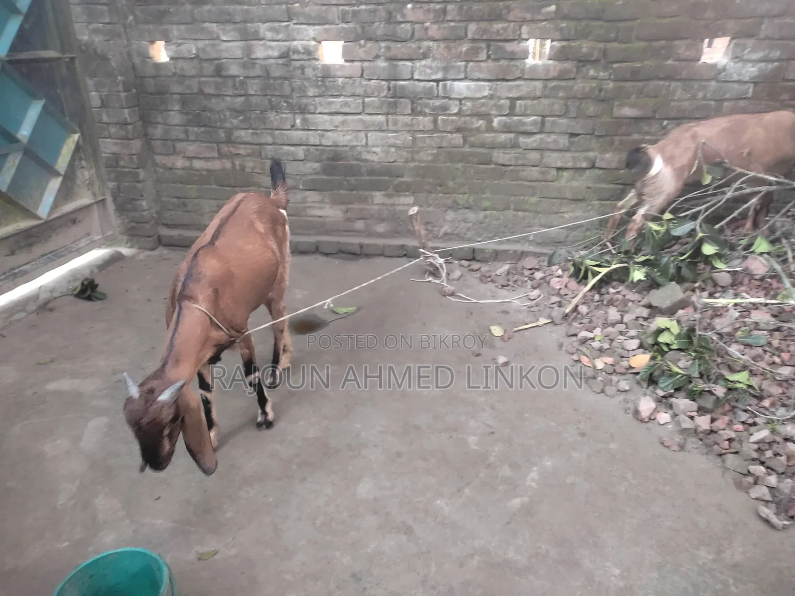 5 months plus pregnant goat and Totapuri cross kid