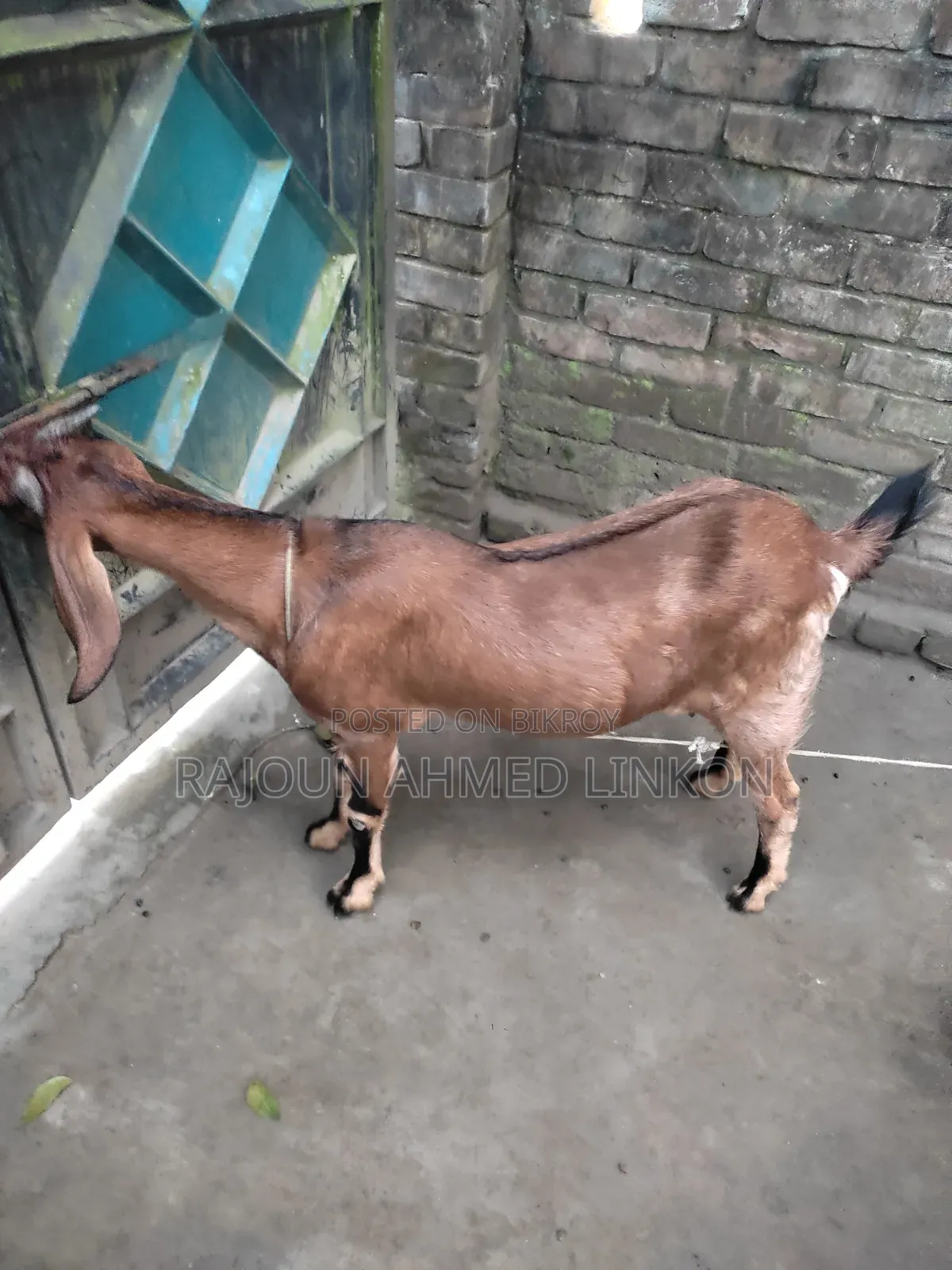 5 months plus pregnant goat and Totapuri cross kid