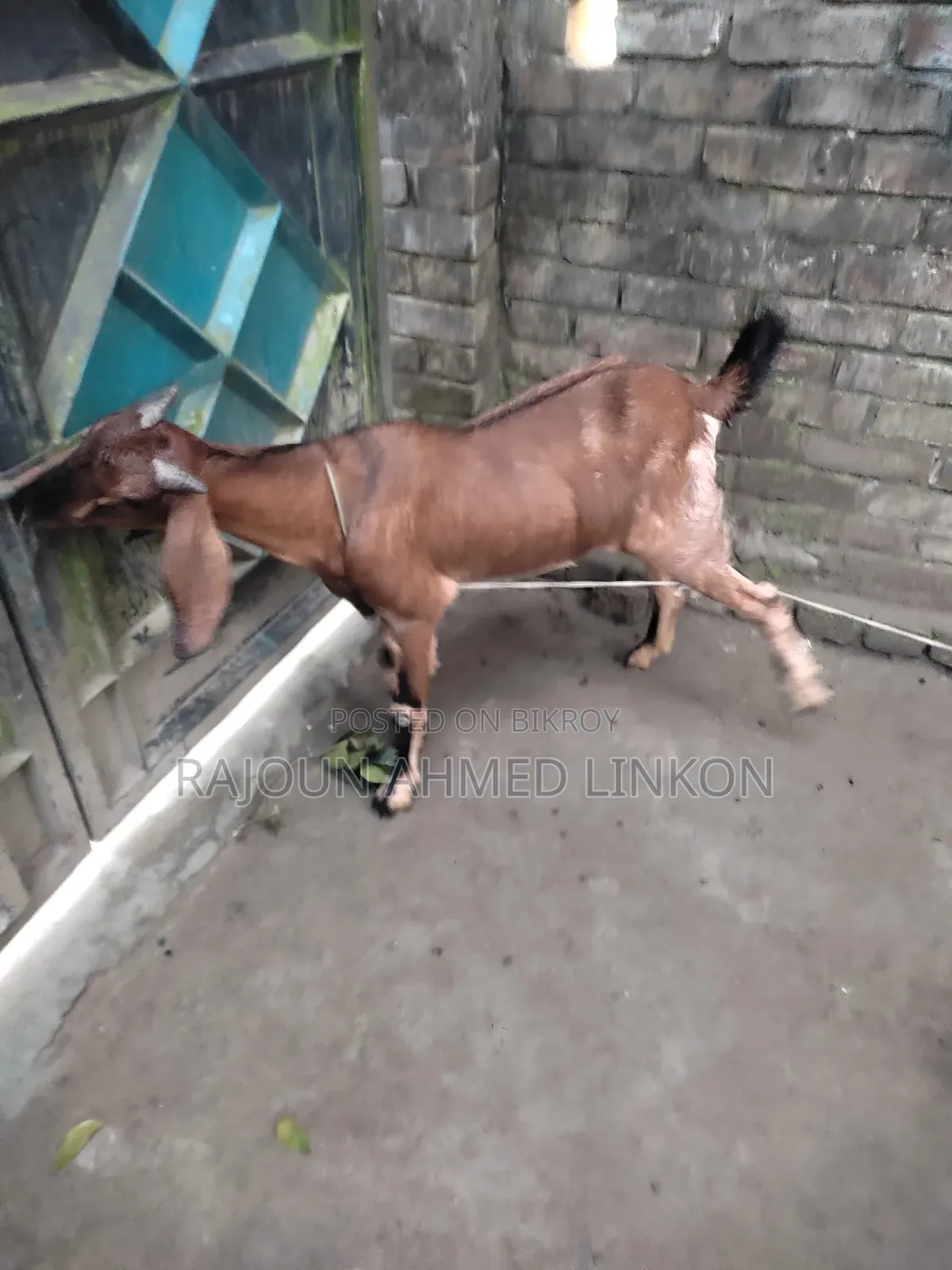 5 months plus pregnant goat and Totapuri cross kid