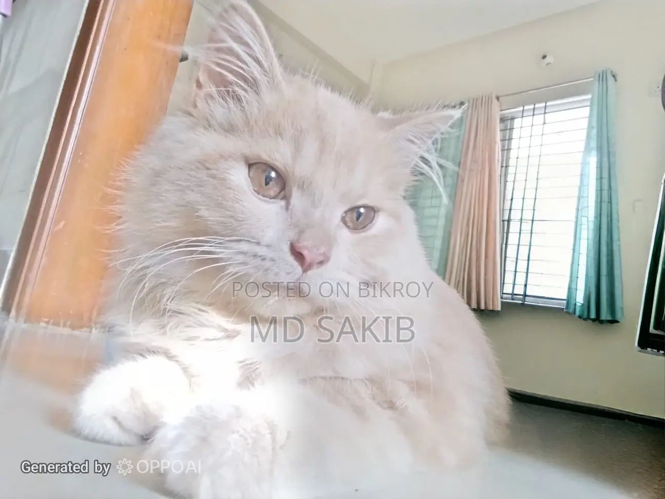 3-6 months Male Purebred Persian
